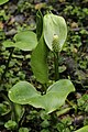 Bog Arum - Calla palustris (41380409615).jpg