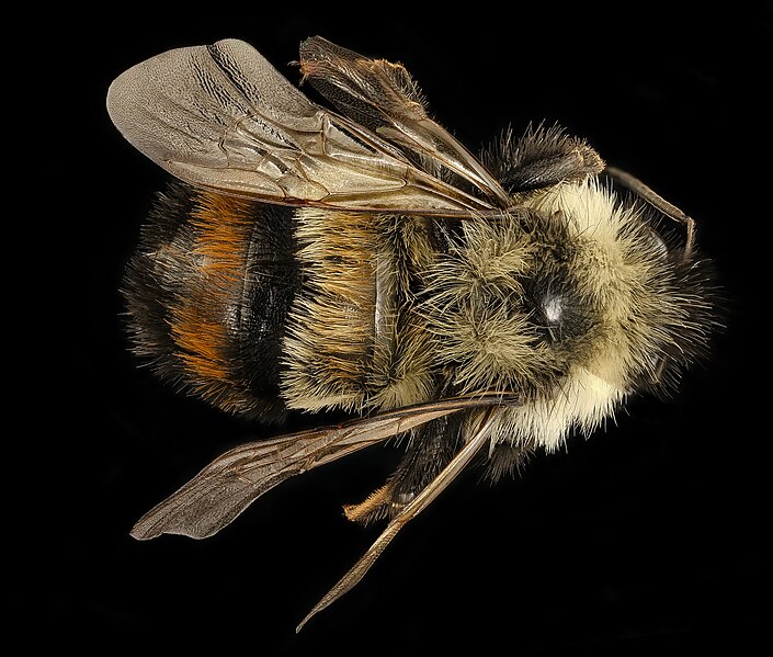 File:Bombus affinis, m, back, tucker county allstar 2018 wv 2018-11-01-12.01.22 ZS PMax UDR (30731365257).jpg