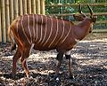 Bongo (Tragelaphus eurycerus) in the zoo of Frankfurt/Main, Germany