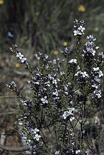 <i>Boronia ramosa</i> Species of flowering plant