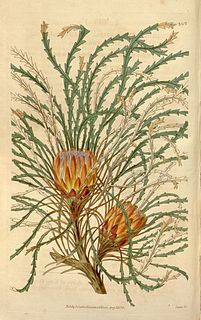 <i>Banksia tenuis</i> Species of shrub in the family Proteaceae endemic to Western Australia