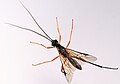 Schlupfwespe, Ichneumonidae