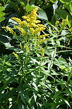 Miniatuur voor Bestand:Brenda's Goldenrod (Solidago brendae) - Springdale, Newfoundland 2019-08-16.jpg