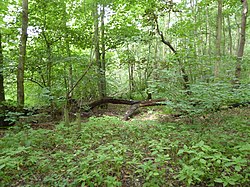 Bridge Wood 9.jpg