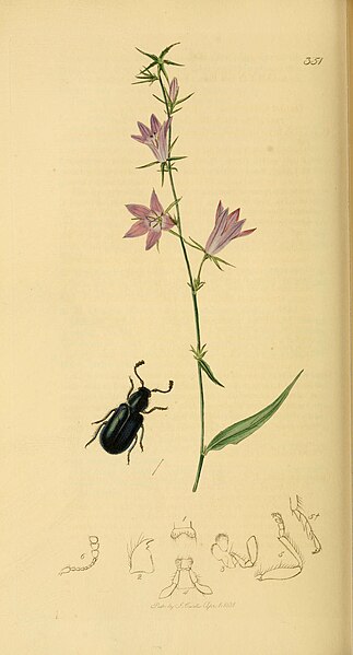 File:British entomology (Plate 65) (6021889079).jpg