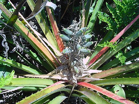 Bromelia_antiacantha