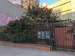 Brooklyn Bears Rockwell Plaza Garden