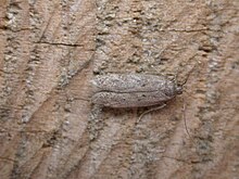 Bryotropha terrella.jpg