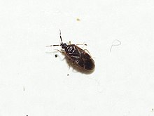 Buchananiella continua (Anthocoridae) - (männlicher Imago), Rhenen, Niederlande.jpg