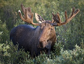 Bull moose in Denali