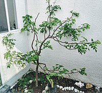 Bursera linanoe