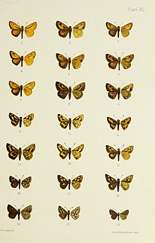 پروانه ها از چین ، ژاپن و کره (1892) (19889906343) .jpg