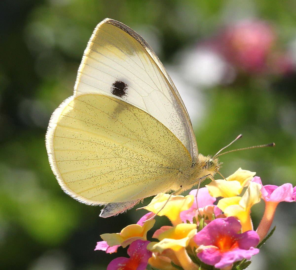 File Cabbage White Pieris Rapae 10 2 11 Fem Patagonia