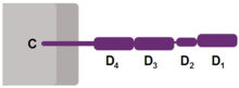 Schematic representation of CD4 receptor. CD4 receptor.png