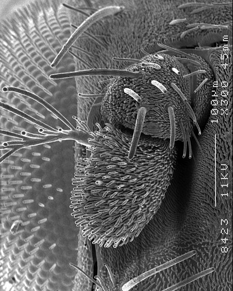 File:CSIRO ScienceImage 10718 Electron microscope picture of the vinegar flys Drosophila melanogaster antenna showing the forest of sensory hairs that harbour its sense of smell.jpg