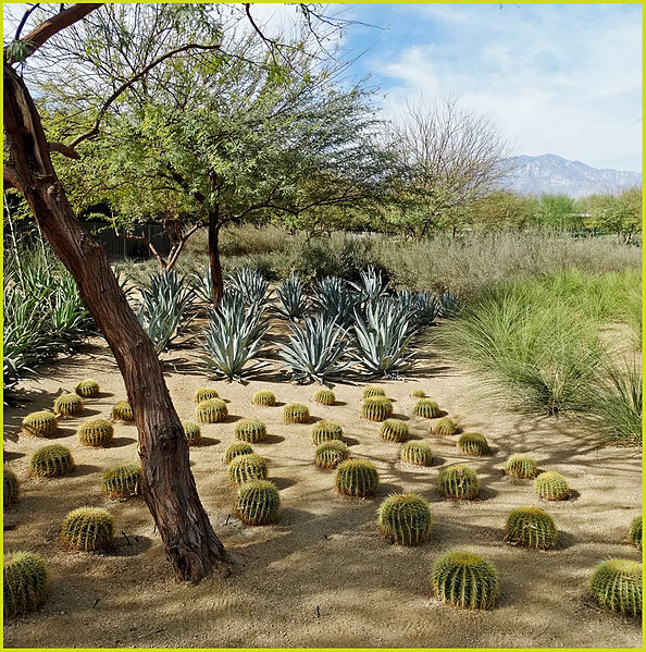 File:Cactus Garden - Sunnylands, California - 22 Feb. 2014.jpg