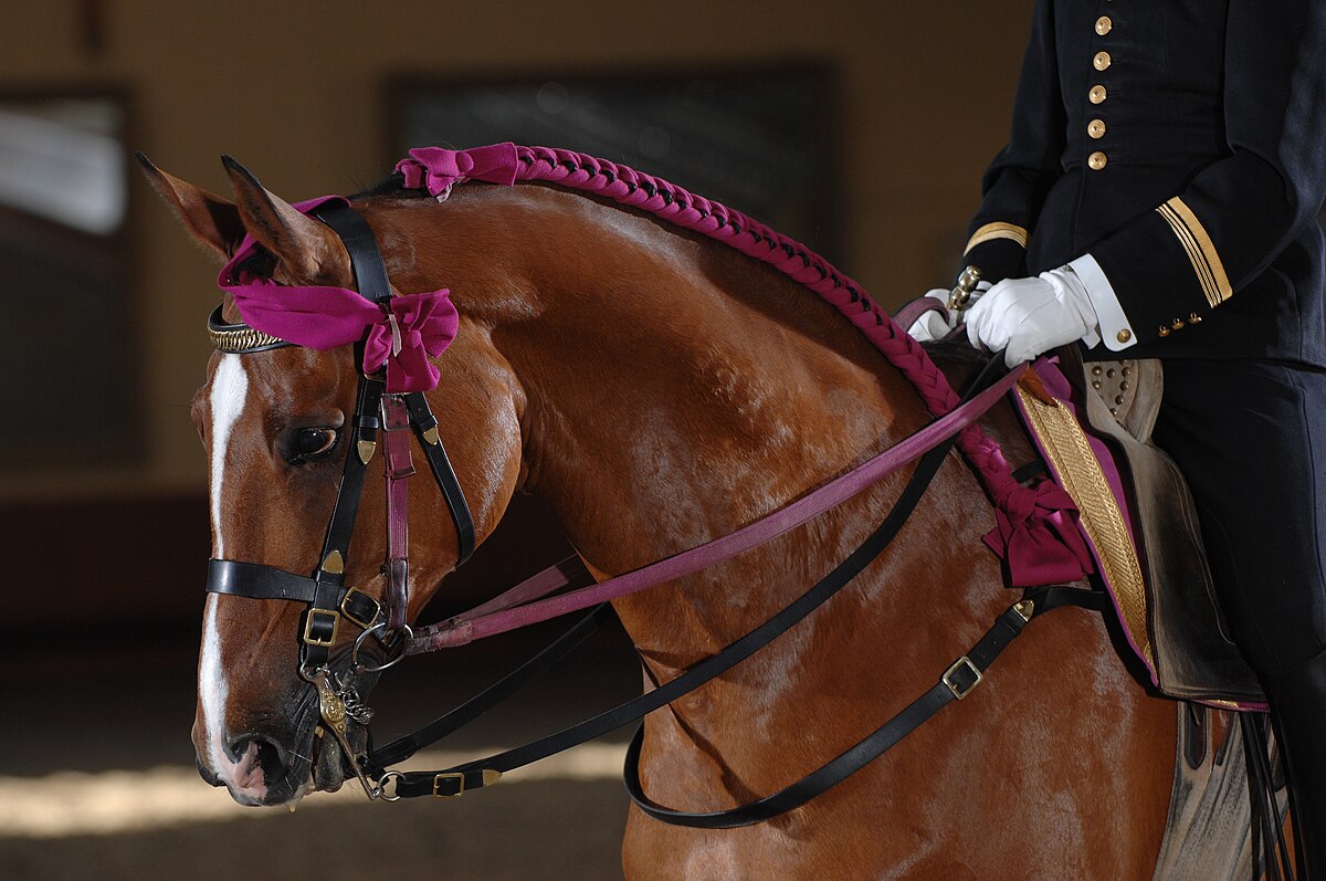 L'Equitation Pour les Nuls