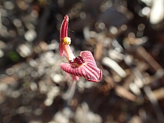 <i>Caladenia pachychila</i>