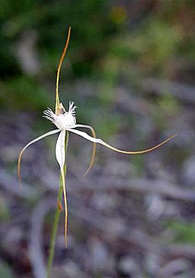Caladenia speciosa - cropped.jpg