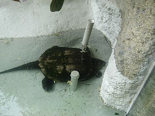 <span class="mw-page-title-main">South American snapping turtle</span> Species of turtle