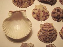 Calico kerang 02.jpg