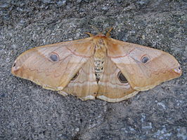 Rinaca japonica