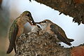Calliope Hummingbird nest, mom feeding two chicks