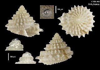 <i>Calliotropis pyramoeides</i> species of mollusc