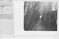 Camouflage - Roads - Shows the path back of the battery position screened by trees. The condition of these trees is at all times carefully guarded, and the path was maintained in appearance similar to that in exi(...) - NARA - 20808984.jpg