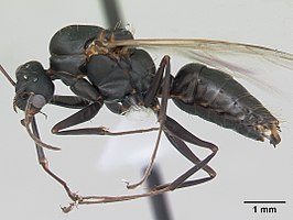 Camponotus punctulatus