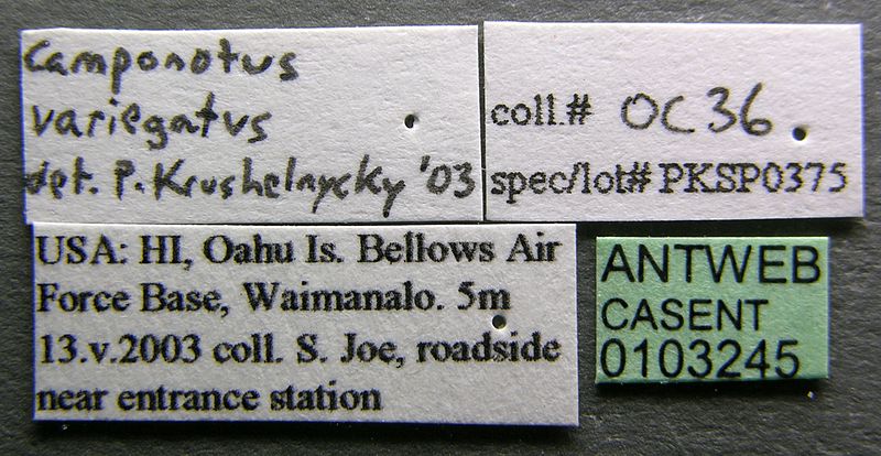 File:Camponotus variegatus casent0103245 label 1.jpg