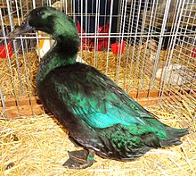 Cayuga canard Wikip dia