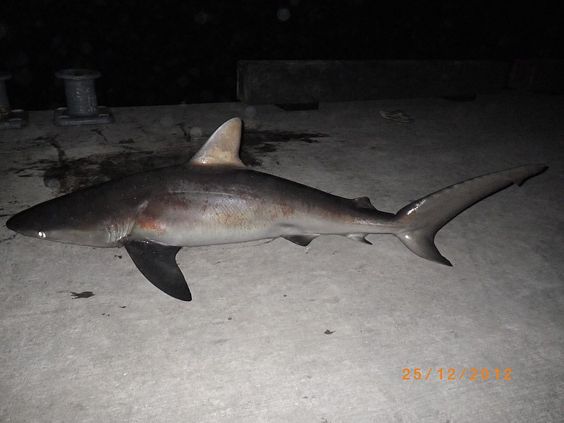 File:Carcharhinus obscurus (Lesueur,1818) (AM MA31281).jpg