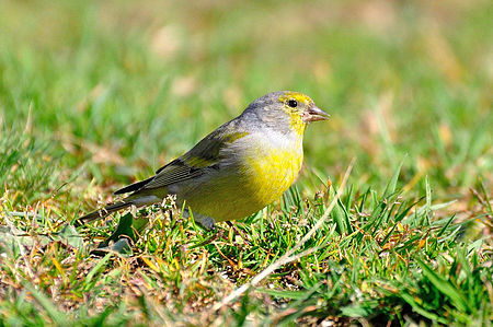 Carduelis citrinella