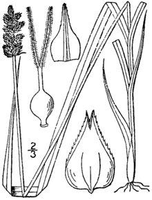 نقاشی Carex alopecoidea 1.png
