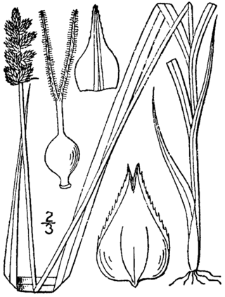 <i>Carex alopecoidea</i> Species of grass-like plant