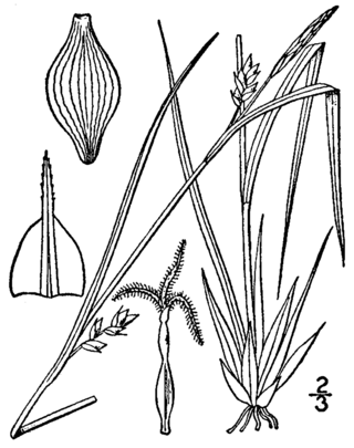 <i>Carex oligocarpa</i> Species of grass-like plant
