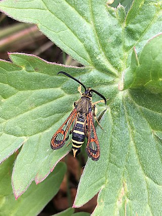 <i>Carmenta giliae</i> Species of moth