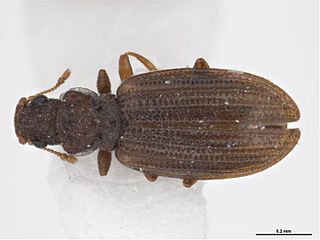 <i>Cartodere</i> Genus of beetles