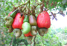 Cashewnuts hanging on a Cashew Tree.jpg