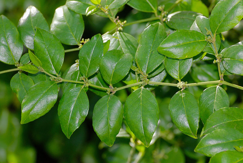 File:Cassinopsis ilicifolia, blomknoppe, Jan Celliers Park.jpg