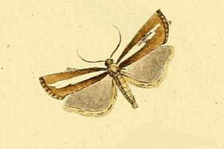 Catoptria radiella