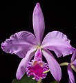 Cattleya warneri