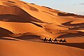 * Nomination Camel rider passing through a sand dune in Morocco (by Merzougaloisirs) --Adoscam 13:55, 12 April 2022 (UTC) * Promotion  Support Good quality. --Velvet 07:41, 13 April 2022 (UTC)