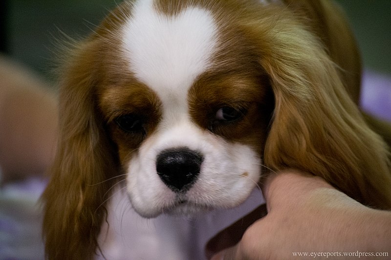 File:Cavalier king charles spaniel (7098960865).jpg