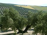 Olivenpflanzungen in der Provinz Jaén
