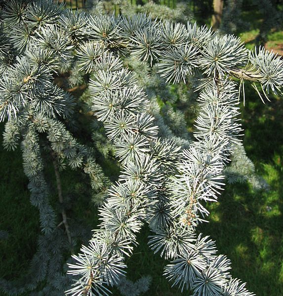 File:Cedrus libani ssp. atlantica 'Glauca' needles by Line1.jpg