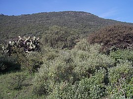 Cerro Mesa Ahumada (3) .JPG