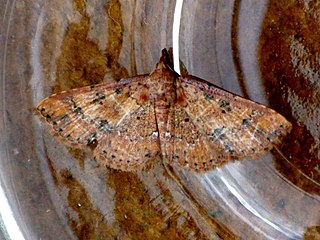 <i>Cerynea porphyrea</i> Species of moth