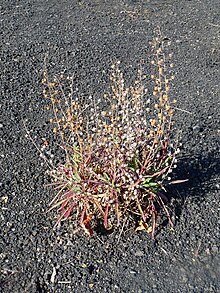 Cha das Caldeiras-Verbascum cystolithicum.jpg